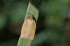 308086 – Photo : Marc Solari – France (68)